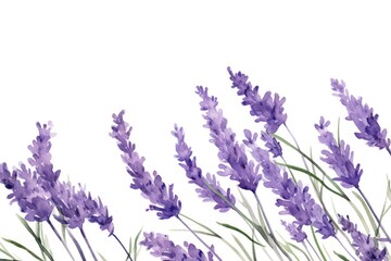 Naklejka premium Lavender blossom flower plant.