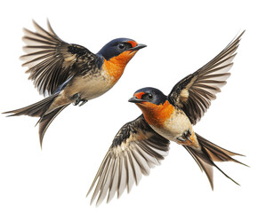 Two swallows in mid-flight isolated on white background. PNG transparent.
