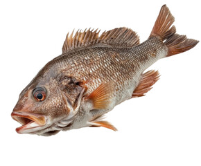 Fototapeta premium Fresh whole fish isolated on white background. PNG transparent.