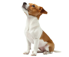 Small dog sitting and looking up isolated on white. PNG transparent.