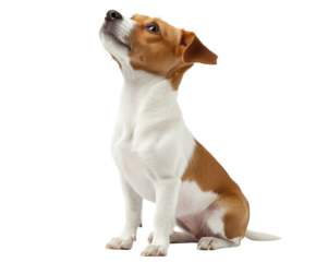 Small dog sitting and looking up isolated on white. PNG transparent.