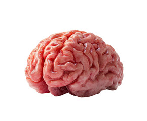 Human brain model isolated on white background. PNG transparent.
