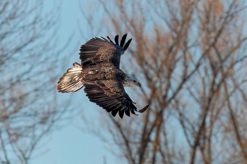 The bald eagle (Haliaeetus leucocephalus) in flight. It is a bird of prey found in North America