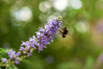 bee flying around a purple flower