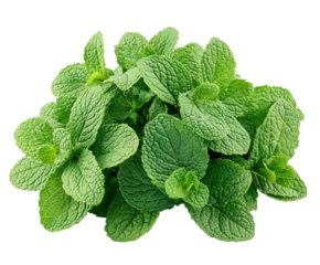 Fresh mint leaves isolated on white background. PNG transparent.