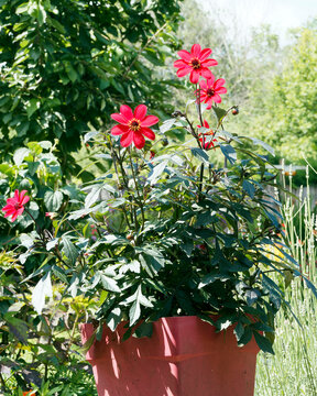 (Dahlia hybrida) Dahlias 'Happy Days Scarlet'. Red flowerheads around dark eye adorned with yellow-orange rows of pollen above a purple pinnately divided foliage as ornamental plant in a container