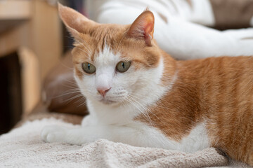 部屋の中でくつろぐ猫　茶トラ白