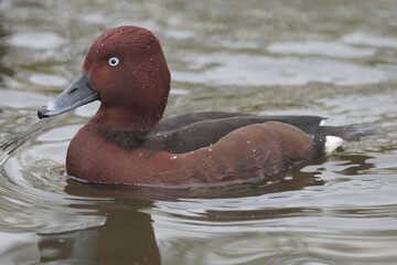 A male Ferruginous Duck swimming in a lake

