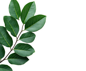 Obraz premium Green leaves in the corner isolated on white background. PNG transparent.