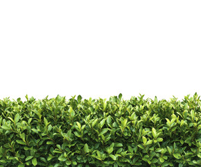 Obraz premium Neatly trimmed green hedge isolated on white background. PNG transparent.