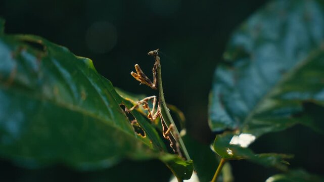 Tropical insects in the rainforest jungle of Costa Rica
