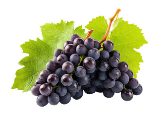 Bunch of dark grapes with vine and leaves on white background.. PNG transparent.