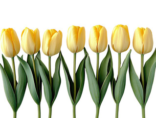 Obraz premium Row of yellow tulips with green stems isolated on white background. PNG transparent.
