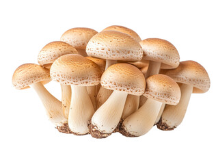 Fototapeta premium Cluster of brown mushrooms isolated on white background. PNG transparent.