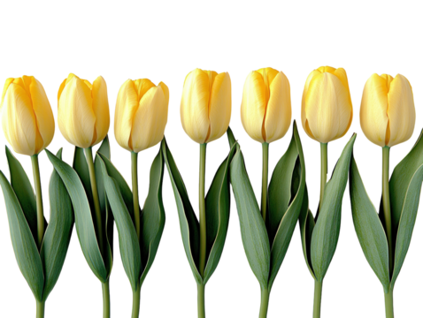 Row of yellow tulips with green stems isolated on white background. PNG transparent. - Powered by Adobe