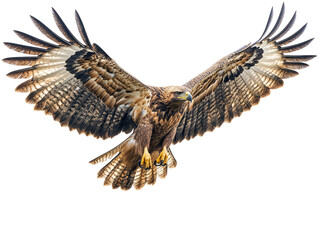 Eagle in mid-flight isolated on white background. PNG transparent.