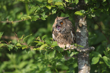 Portrait of a young Long-eared Owl perched in a Beech calling out loud
