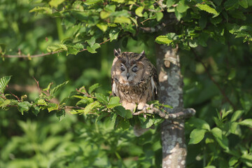 Portrait of a young Long-eared Owl sleeping in a Beech
