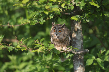 Portrait of a young Long-eared Owl perched in a Beech
