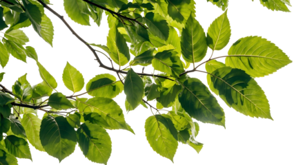 a branch of a tree with green leaves and a Transparent Background