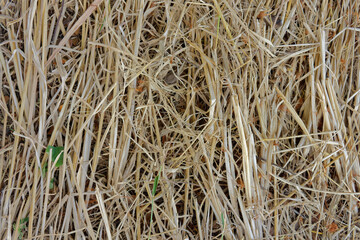 Pattern and texture of dry grass background. Close-up of natural straw on the ground.
