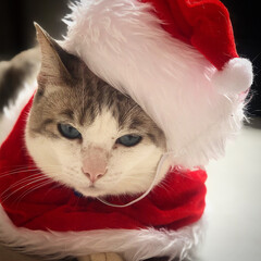 white/grey blue eyes cat in santa hat