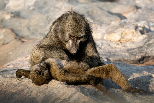 An adult baboon grooming a young baboon in Kruger National Park, South Africa