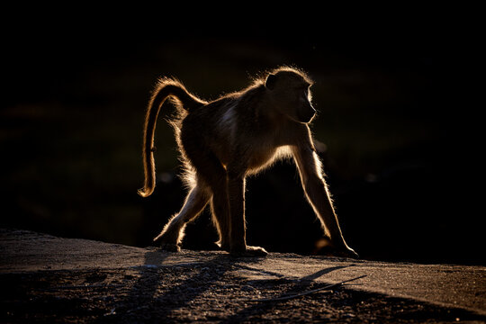 A baboon in Ukhozi Nature Reserve, South Africa