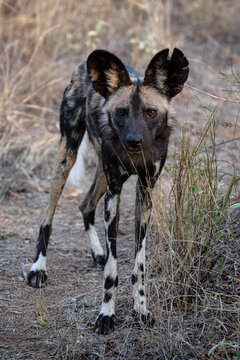 An African wild dog in Ukhozi Nature Reserve, South Africa