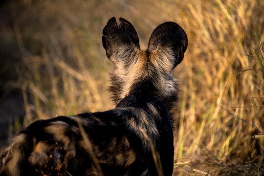 An African wild dog in Ukhozi Nature Reserve, South Africa