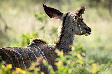 A female kudu in Kruger National Park, South Africa
