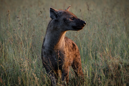 A portrait of a spotted hyena in Kruger National Park, South Africa
