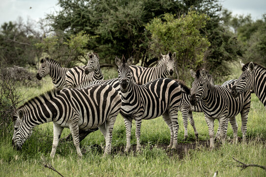 A family of zebras in Kruger National Park, South Africa

