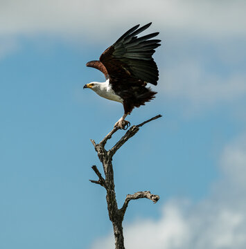 An African fish eagle perched on a branch in Kruger National Park, South Africa
