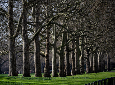 A row of trees in a park in London