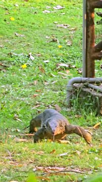 Asian water moniter in Thailand. Monitor Lizards walking in Bangkok Park. 