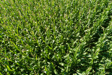 Fototapeta premium drone aerial view of a corn field in summer
