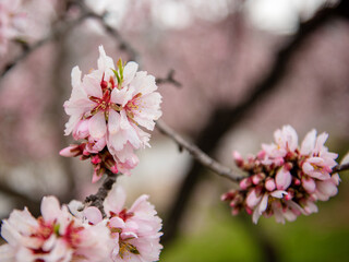 Beautiful blooming almond tree branches at spring, close-up shot