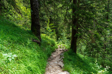 Obraz premium A hiking path through the Chiemgau forest on the way to the peak of the Kampenwand mountain