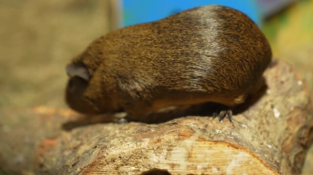 brown guinea pig walking on the wooden piece in the zoo. High quality 4k footage