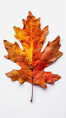 Fototapeta premium Aesthetic oak leaf with vibrant autumn colors, copy space, white background, presentation template. Generative AI