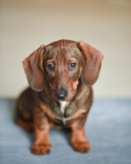 Cute dachshund puppie looking at the camera on a light background.