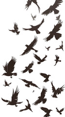 Obraz premium flock of flying birds silhouette, white background