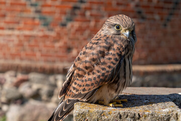 Common kestrel Falco tinnunculus bird sitting on a rock wall