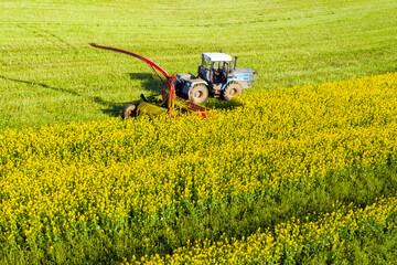 Fototapeta premium Agricultural machinery during the harvest of rapeseed