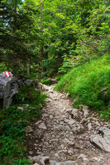 A hiking path through the Chiemgau forest on the way to the peak of the Kampenwand mountain
