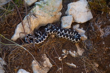 A viper snake in the dried grass hiding behind the stone