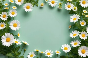 Obraz premium White Daisies Arranged Around a Mint Green Background