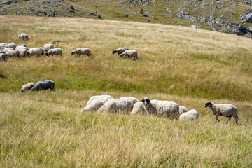 A herd of sheep on a mountain on dry grass in autumn