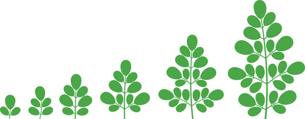 Moringa logo. Isolated moringa on white background